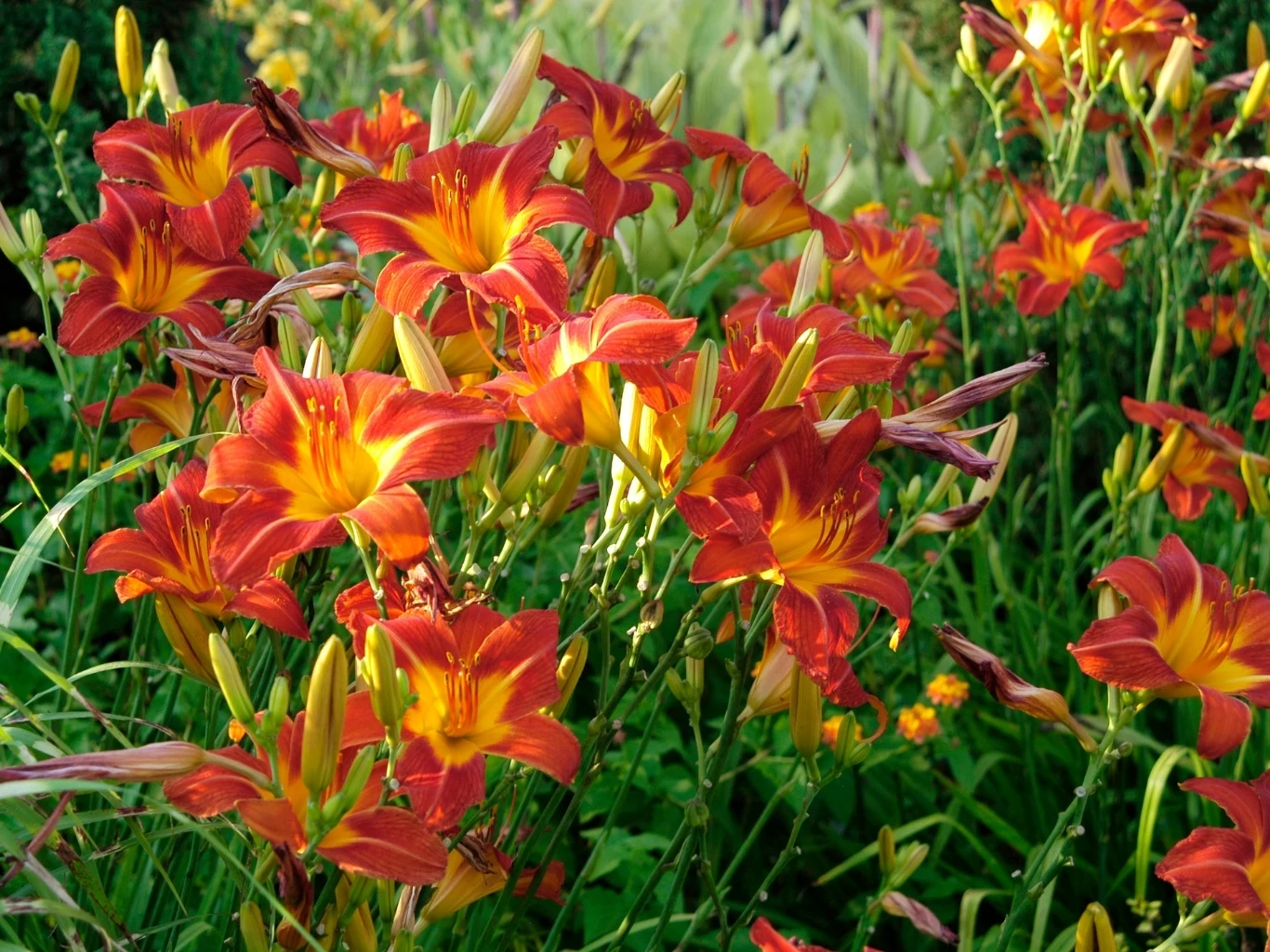 Jaskrawo pomarańczowe i żółte kwiaty liliowców o dużych, trąbkowatych kielichach.