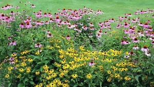 Najprostsze rośliny wieloletnie do ogrodu. Lista dla początkujących