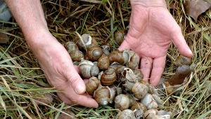 Regionalny Dyrektor Ochrony Środowiska w Olsztynie podjął decyzję o wstrzymaniu zbioru ślimaków winniczków w 2026 r.