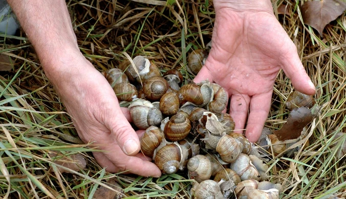 Regionalny Dyrektor Ochrony Środowiska w Olsztynie podjął decyzję o wstrzymaniu zbioru ślimaków winniczków w 2026 r.
