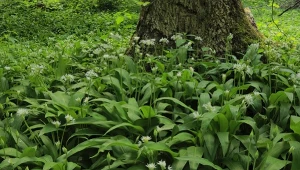 Niemcy. Przez pomyłkę zebrali setki kilogramów czosnku niedźwiedziego ze złej działki