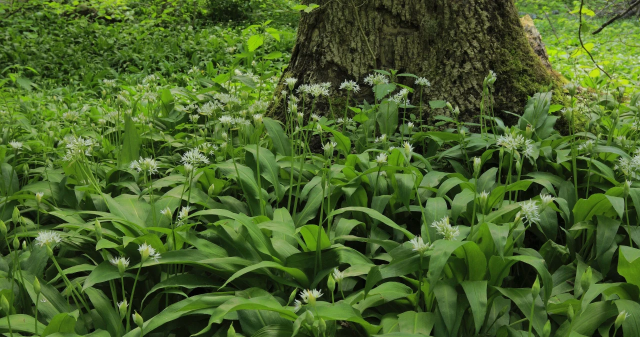 Zbiory czosnku zakończone akcją policji. Za pechową pomyłkę sporo zapłacą