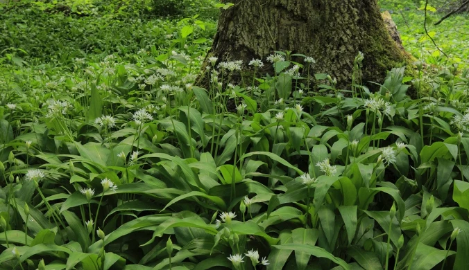 Niemcy. Przez pomyłkę zebrali setki kilogramów czosnku niedźwiedziego ze złej działki
