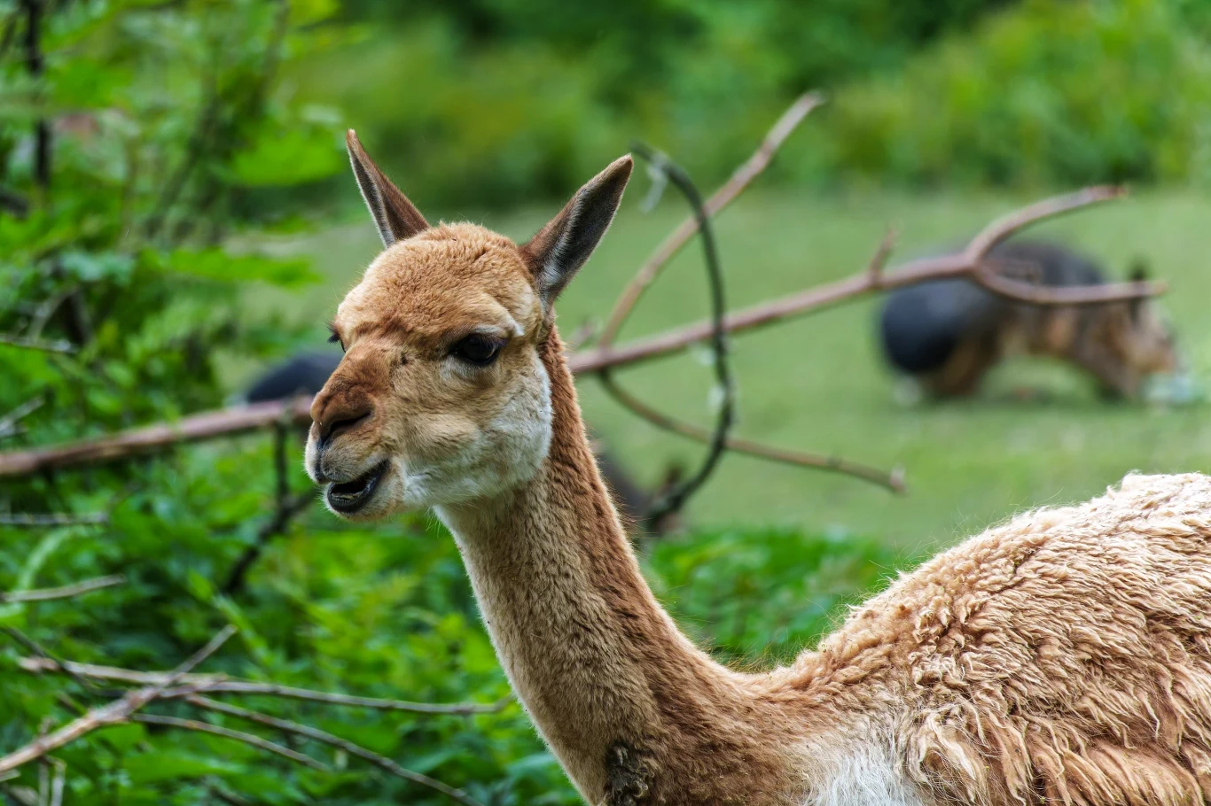 wikunia z jasnobrązową sierścią stojąca wśród zielonych krzewów, w tle rozmyte sylwetki innych zwierząt na pastwisku