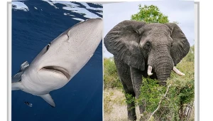 Reprezentacje afrykańskie w piłce nożnej nawiązują oryginalnymi przydomkami do zwierząt