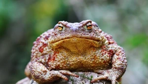 Ropucha szara często ginie podczas przechodzenia przez drogi