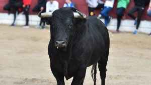 Byk z hiszpańskiej corridy zabił matadora