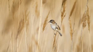 Tamaryszka to ptak bardzo trudny do zaobserwowania