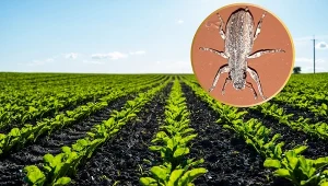 Szarek komośnik zagraża uprawom buraków cukrowych