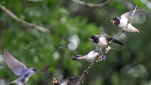 Jaskółki dymówki w Ujściu Warty
