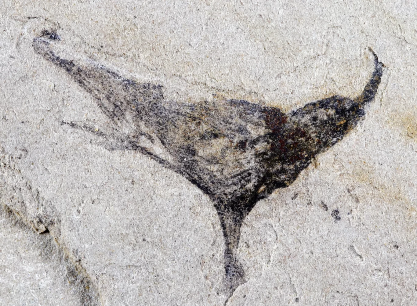 Jedna ze skamieniałości odkrytych na stanowisku Jiangchuan Biota w prowincji Yunnan w Chinach