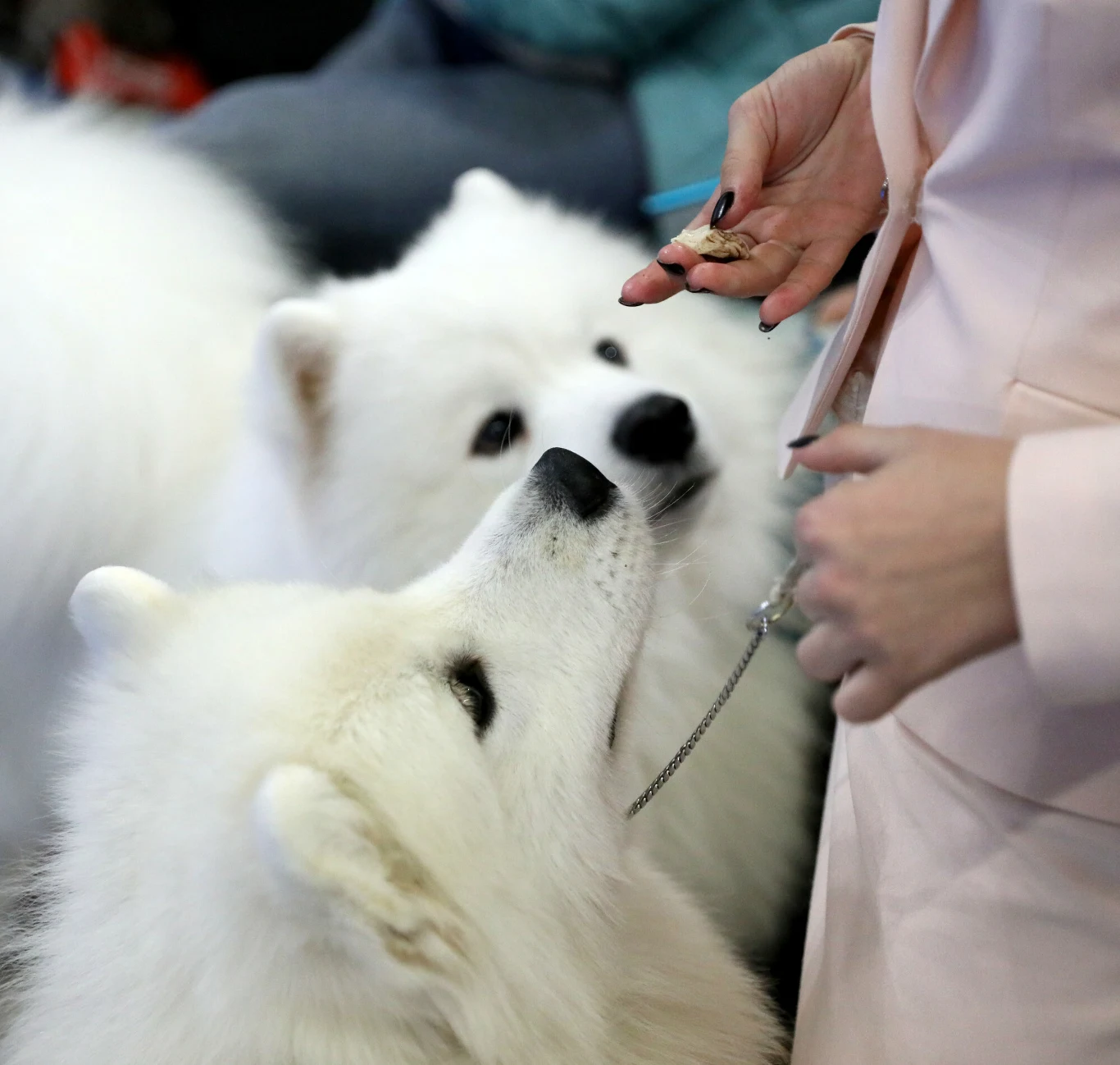 Sam,ojedy potrafią tworzyć muzykę dwa psy rasy samojed skupiają wzrok na rękach osoby trzymającej smakołyki, wykazując zainteresowanie i oczekiwanie na nagrodę