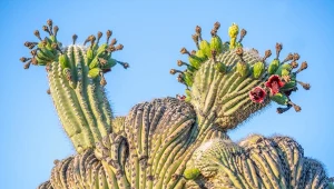 Pustynia Sonora potrafi rozkwitać olbrzymim bogactwem barw