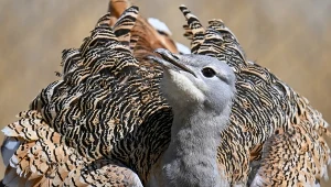 Drop był kiedyś największym ptakiem Polski. Wymarł jednak w XX wieku na naszych oczach