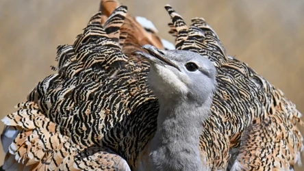 Drop był kiedyś największym ptakiem Polski. Wymarł jednak w XX wieku na naszych oczach