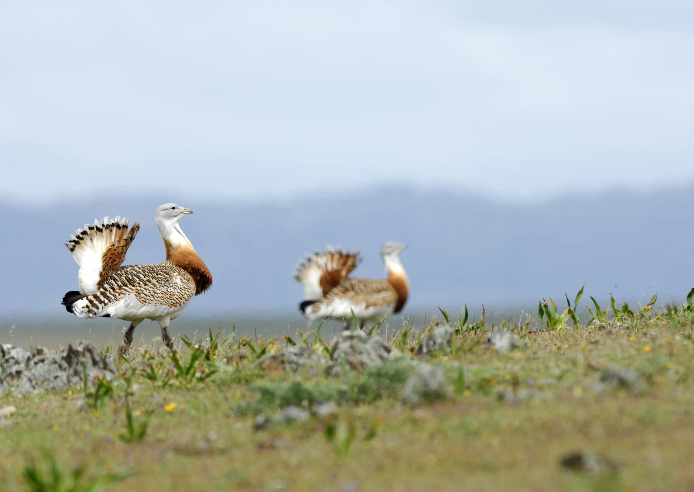 dwie duże dropie stojące na otwartej, trawiastej równinie z rozmytym tłem górskim