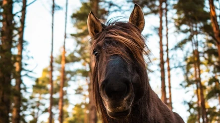 Orka końmi w lesie ma pomóc we wzroście drzew