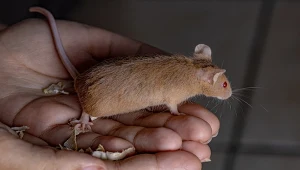 Myszy domowe pomogły znaleźć rozwiązanie na uszkodzenia nerek