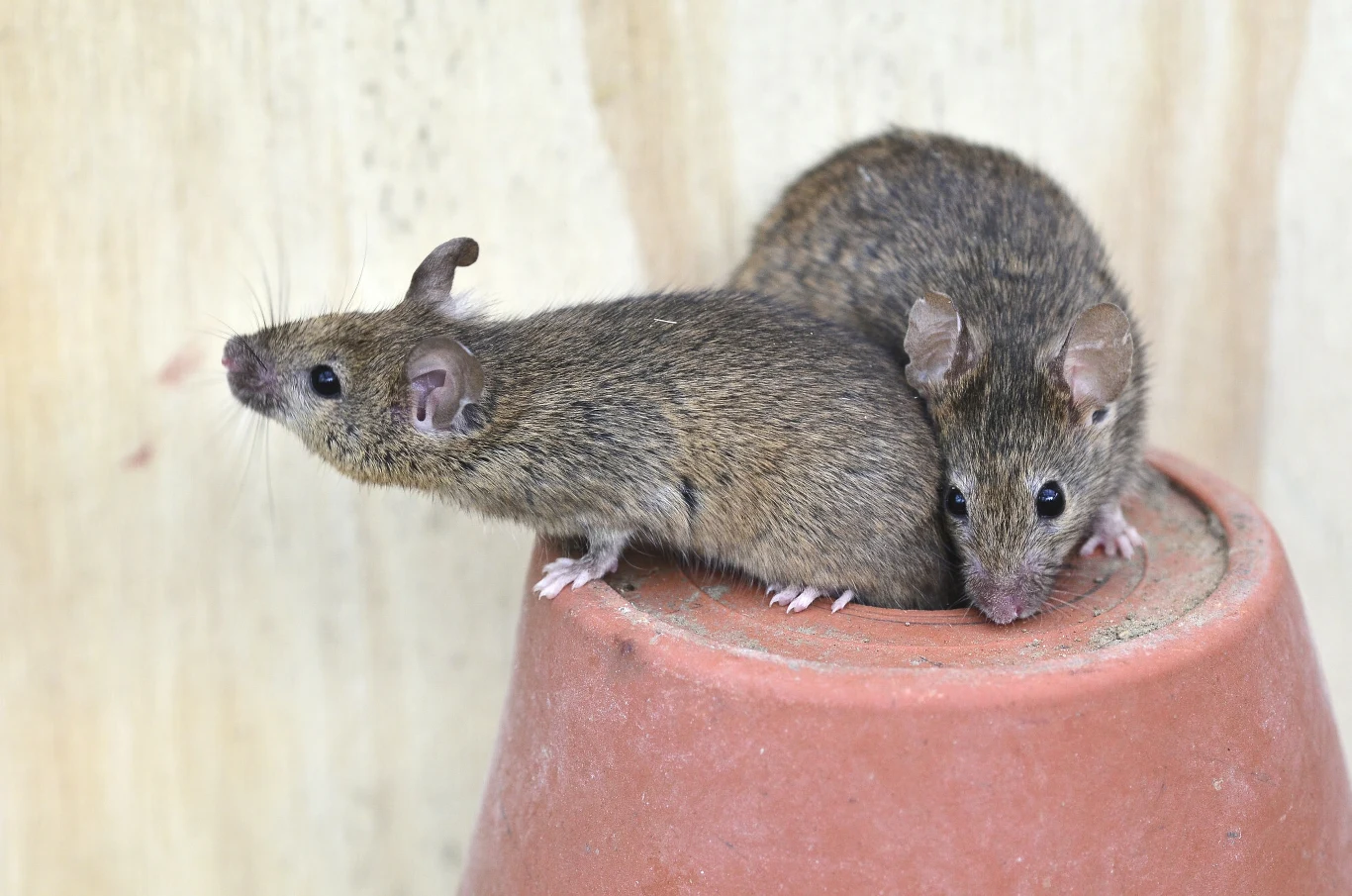 Dwa szare myszy siedzą na odwróconej glinianej doniczce, jedna z nich patrzy w bok, a druga zwraca wzrok w stronę obiektywu.