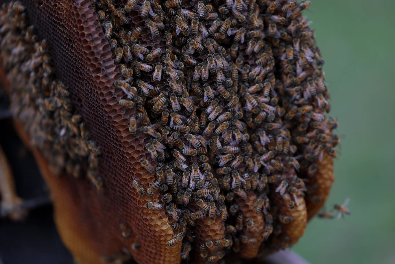 grupa pszczół zebrana na plastrze miodu, pokrywająca komórki wypełnione woskiem i miodem