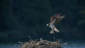 Rybołów wracający z rybą do swego gniazda