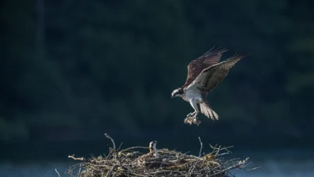 Rybołów wracający z rybą do swego gniazda