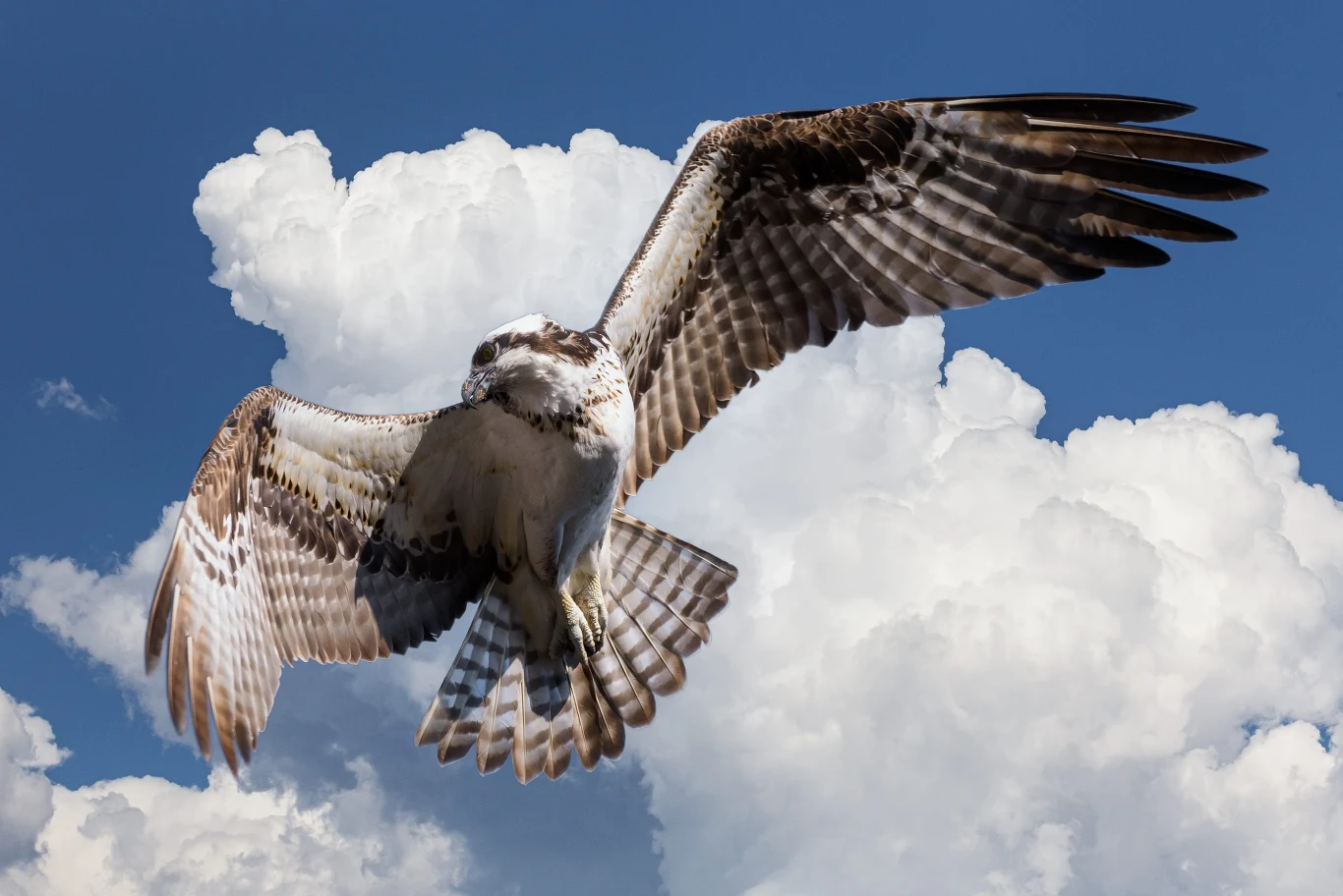 rybołów z szeroko rozpostartymi skrzydłami w locie na tle jasnych, puszystych chmur i niebieskiego nieba
