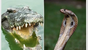 Krokodyle różańcowe i kobry indyjskie będą strzegły granic Indii