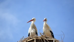 Bociany białe wracają z Afryki. Dla wielu z nich droga jest bardzo trudna