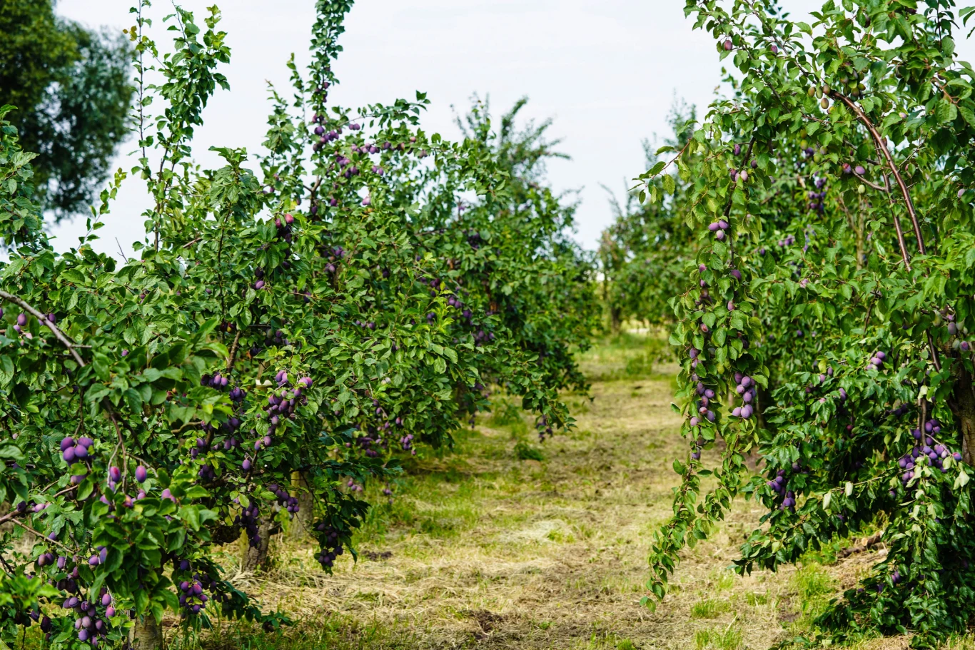 Przydomowy sad to dobre miejsce na wprowadzenie dobroczynka Świrskiego. Sad z rządkami drzew śliwowych z fioletowymi owocami otoczony zielenią, ścieżka pośrodku.