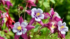 Byliny najprostsze w uprawie, poradzą sobie z nimi początkujący. Na zdjęciu orlik. 