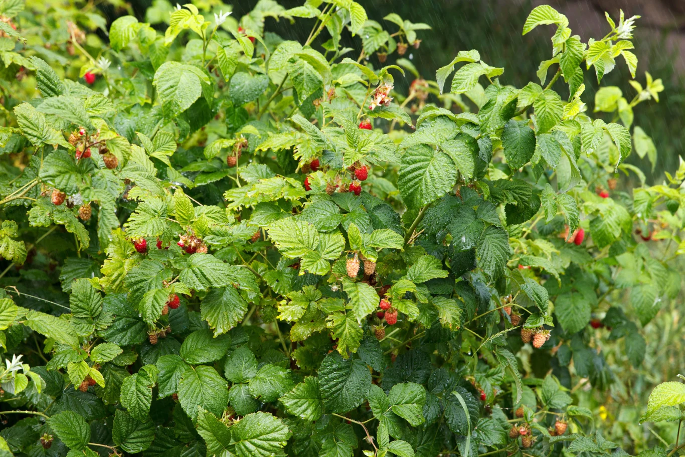 krzew malin z licznymi zielonymi liśćmi i dojrzewającymi, czerwonymi owocami