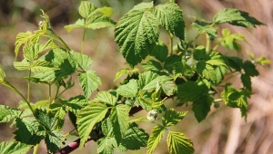 Zastosuj zasadę 10 pędów. Sąsiedzi pozazdroszczą ci ogromnych malin