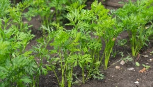 Koniec z krzywą marchewką. Zrób to przy siewie, a będzie prosta i dorodna