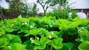 Truskawki będą duże, słodkie i czerwone. Nie wyrzucaj, wysyp pod krzaczki