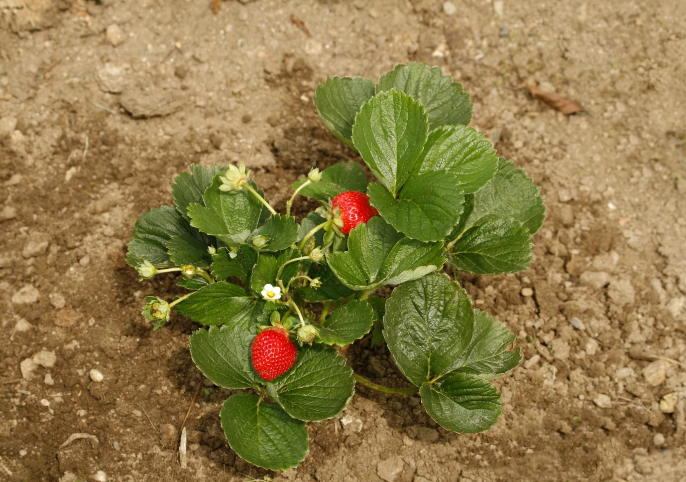 krzak truskawki z soczyście zielonymi liśćmi, kilkoma dojrzałymi, czerwonymi owocami oraz białymi kwiatami na tle ziemi