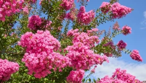 Nie sadzę już hortensji. Ten krzew kwitnie ponad 100 dni 