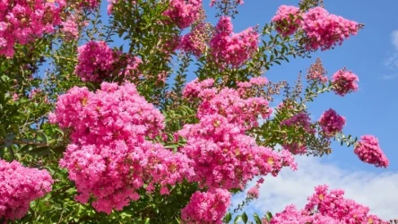 Ta piękna roślina potrafi kwitnąć przez długi czas