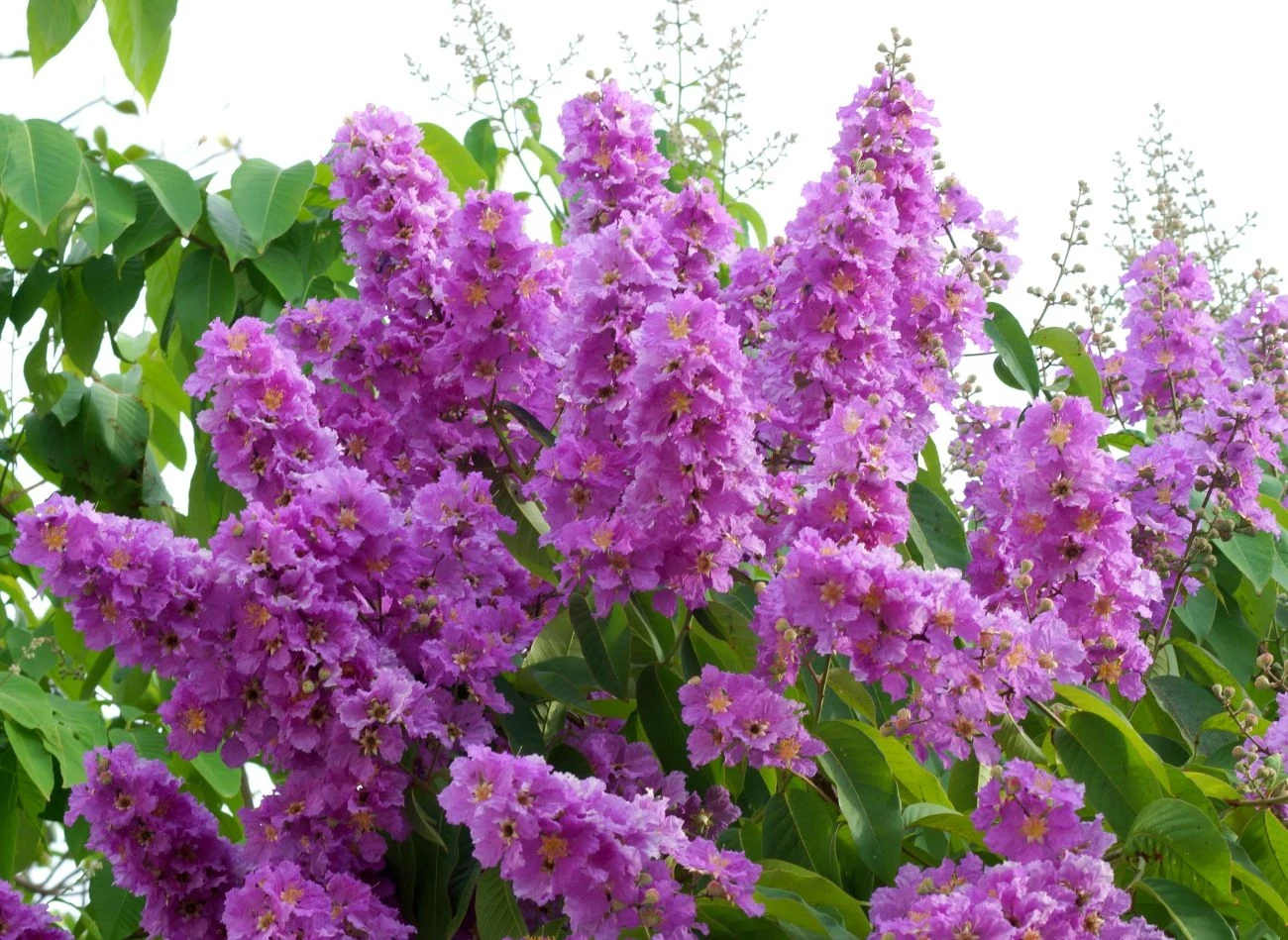 Bujne wiechy fioletowych kwiatów lagerstroemii unoszą się nad zielonymi liśćmi, tworząc kontrastowe, żywe akcenty na tle jasnego nieba.