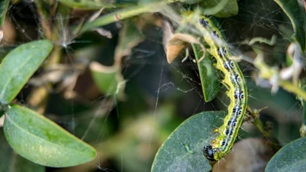 Gąsienica ćmy bukszpanowej na krzewie. 