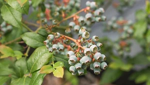 Żaden nawóz nie sprawdzi się lepiej. Zbierzesz wiadra borówek