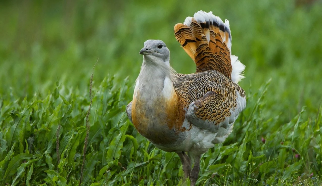Drop zwyczajny to jeden z najcięższych latających ptaków na świecie Drop zwyczajny z brązowo-białym upierzeniem i rozłożonym ogonem idzie po zielonej trawie.