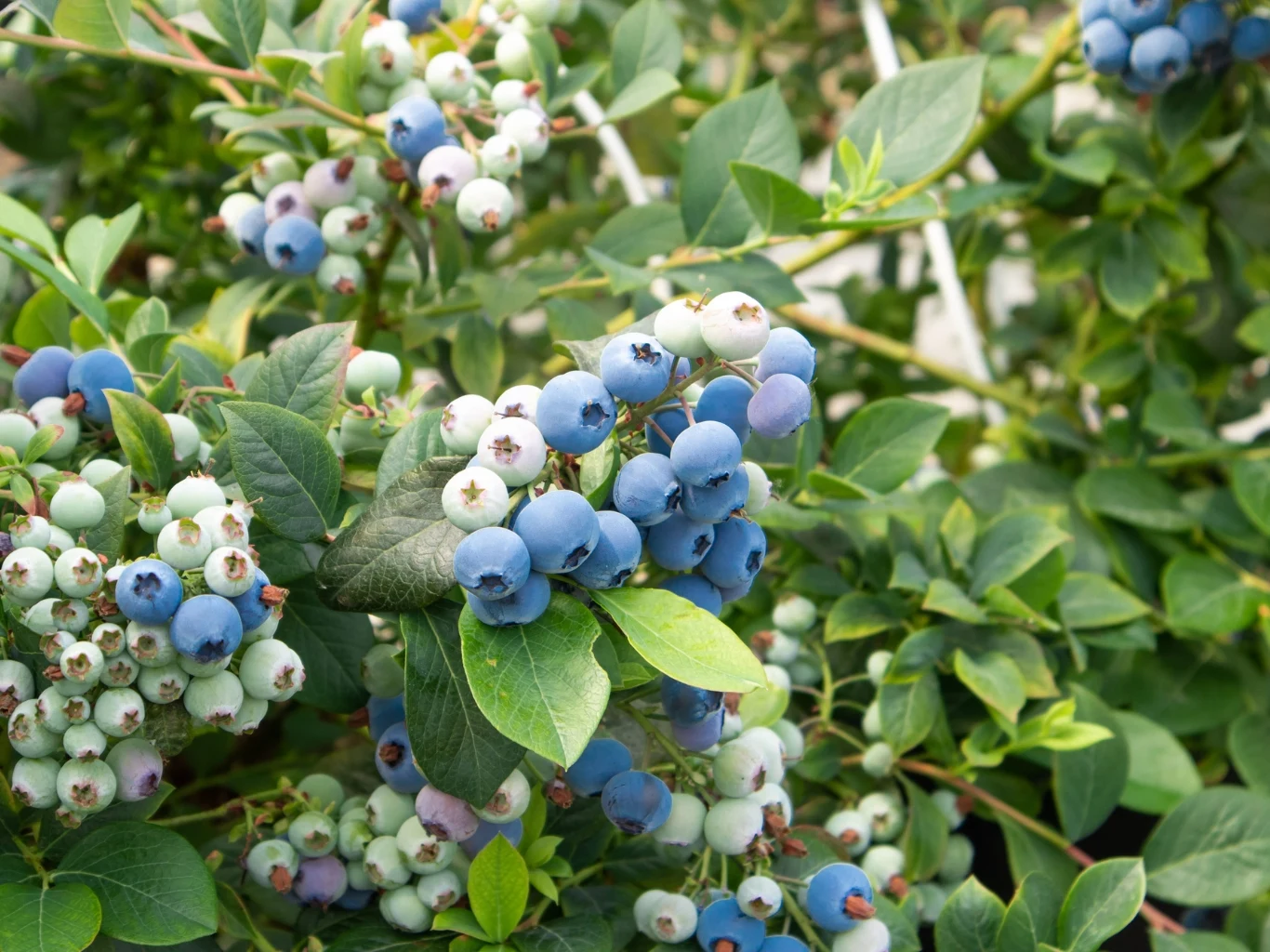 dojrzałe i niedojrzałe owoce borówki amerykańskiej na krzewie, otoczone zielonymi liśćmi