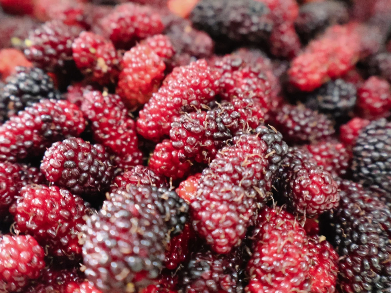 Morwa to owco, którego mamy w Polsce pod dostatkiem. Owoc morwy w różnych odcieniach czerwieni i fioletu