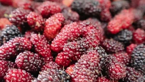 Morwa to owco, którego mamy w Polsce pod dostatkiem.