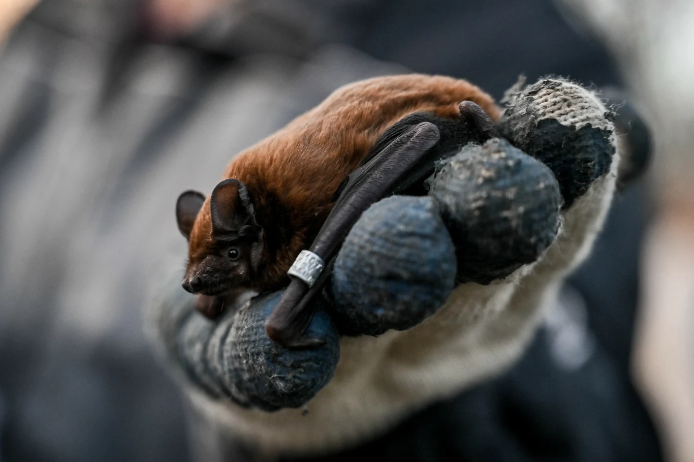 Niektórzy zakładali rękawiczki i wypuszczali nietoperze na wolność brązowy nietoperz z metalową obrączką na skrzydle siedzący na dłoni osoby w grubych, roboczych rękawicach