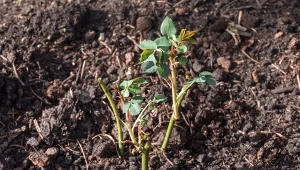 Pierwsze cięcie róż. Częsty błąd ogrodników sprawia, że kwitną marnie