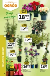 Strefa ogród - Auchan Hipermarket