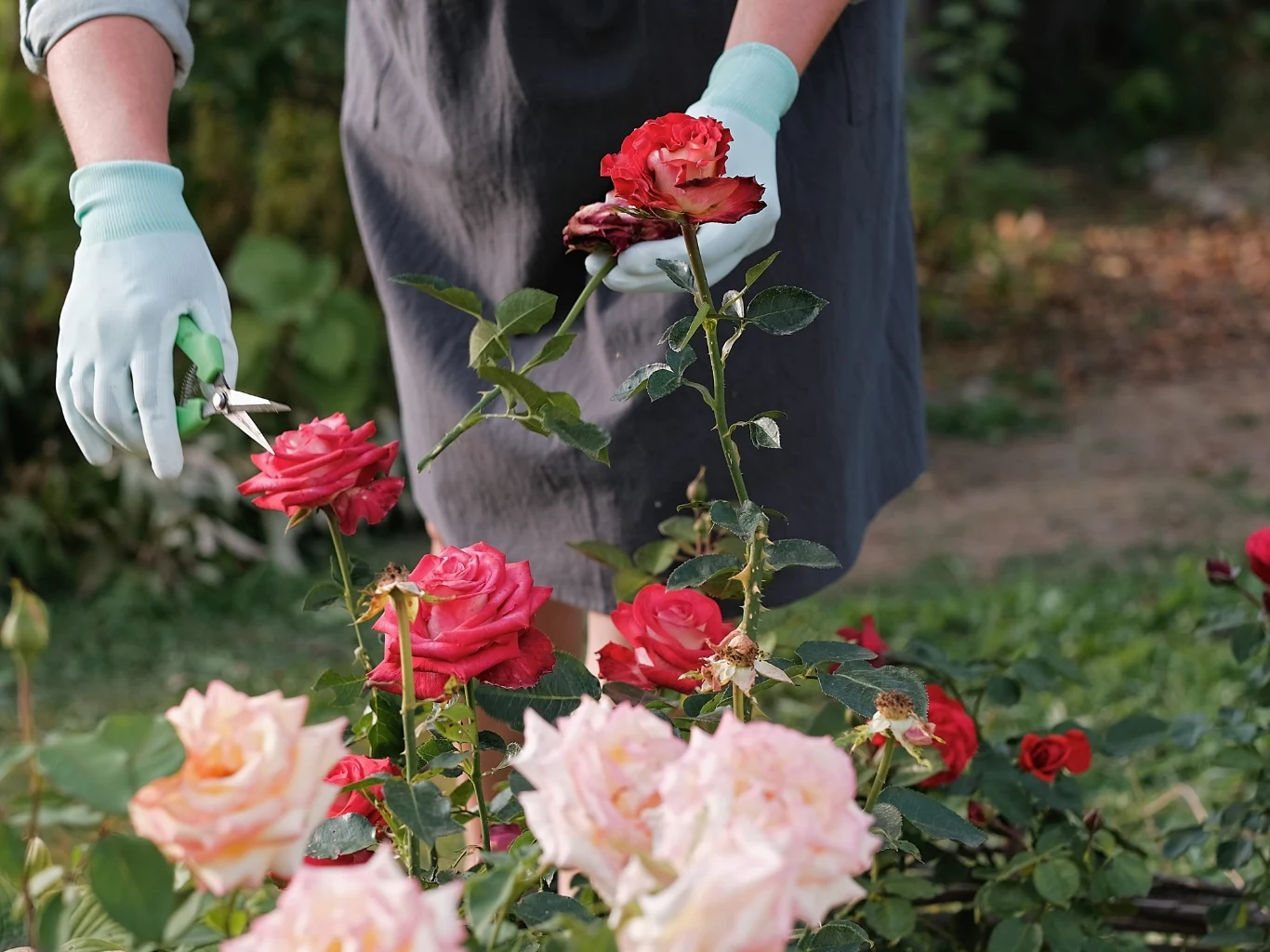 Osoba w ochronnych rękawiczkach przycina sekatorem czerwone róże rosnące w ogrodzie, wśród których znajdują się także kwiaty w odcieniach różu i bieli.