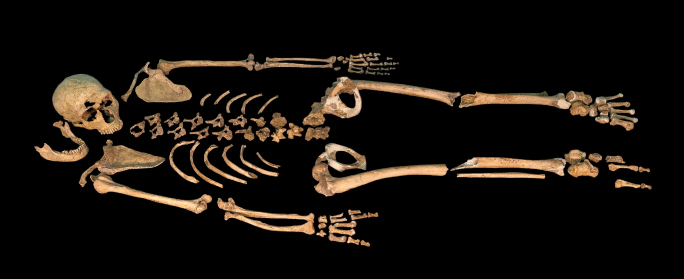Szczątki neandertalczyka nazwane La Ferrassie 1